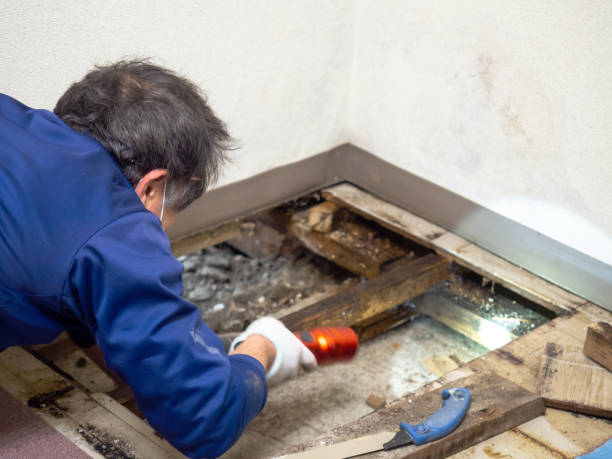 Best Certified Mold Removal  in Round Rock, TX