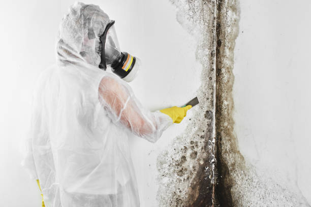 Best Mold Removal Near Me  in Round Rock, TX