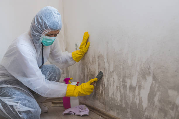 Best Affordable Mold Removal  in Round Rock, TX