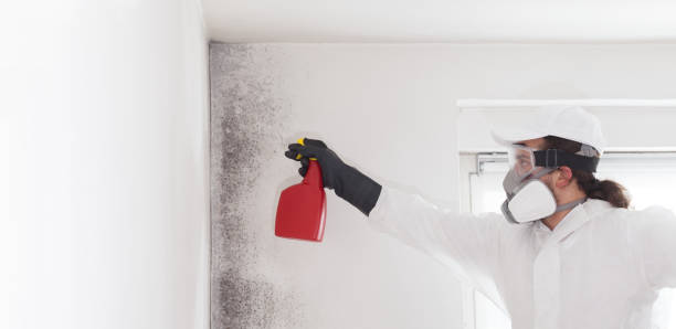 Best Attic Mold Removal  in Round Rock, TX