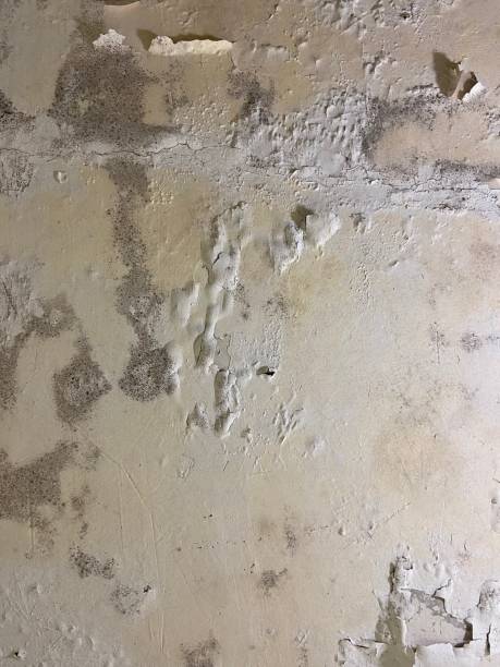 Best Mold Damage Repair  in Round Rock, TX
