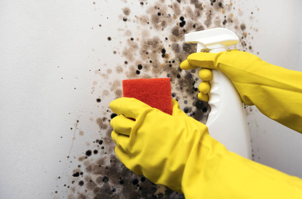 Best Mold Cleaning Services  in Round Rock, TX