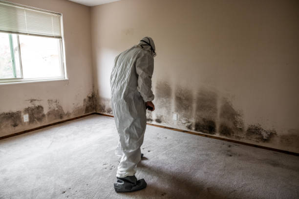 Best Same-Day Mold Removal  in Round Rock, TX