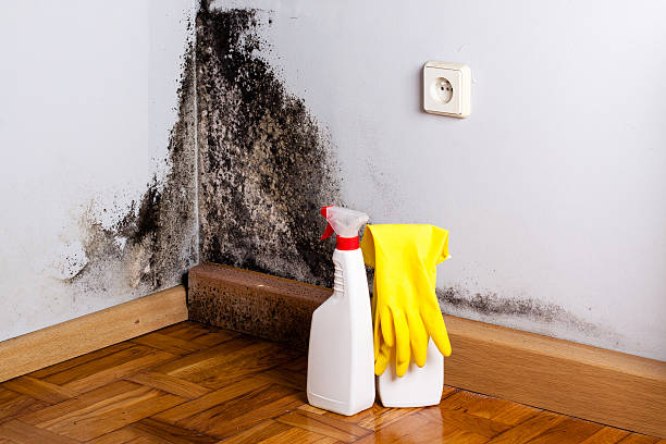 Best Certified Mold Removal  in Round Rock, TX