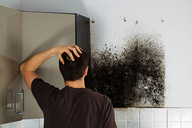 Best Black Mold Removal  in Round Rock, TX