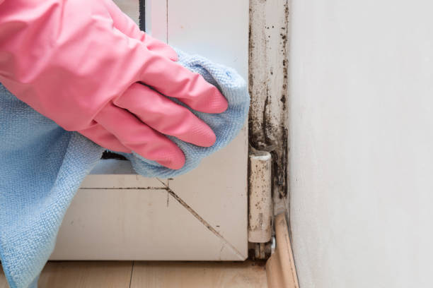 Mold Removal Process in Round Rock, TX
