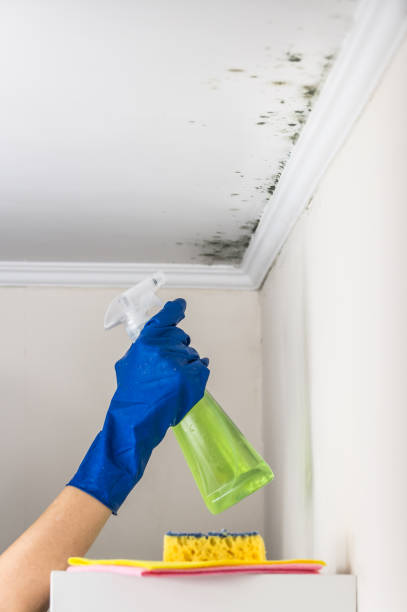 Best Mold Remediation  in Round Rock, TX